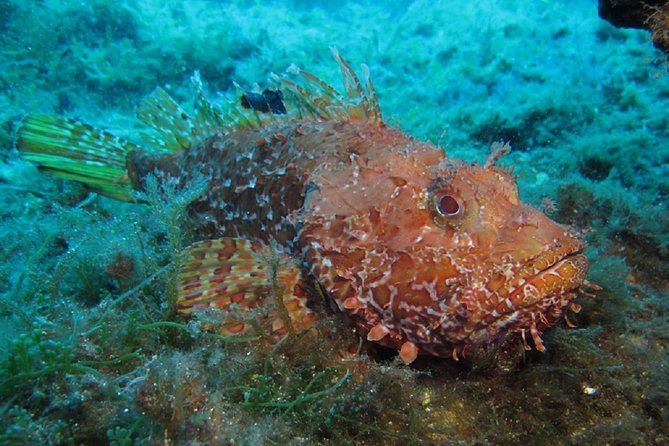 Discover Scuba Diving From the Boot - XL Version - Additional Information