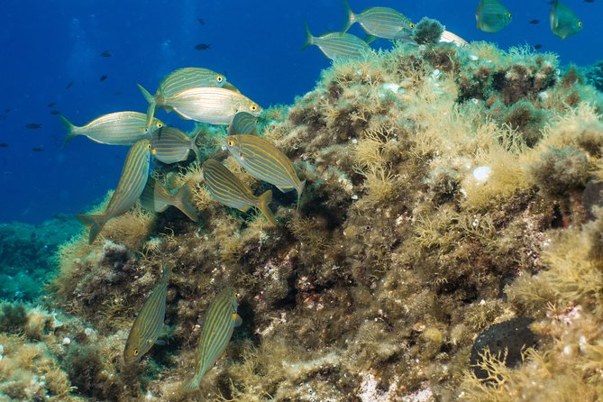 Discover Scuba Diving From the Boot - XL Version - Meeting and End Point