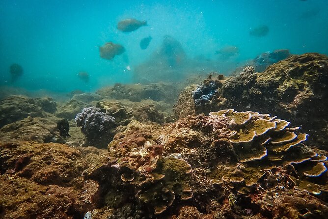 Discover SCUBA Diving in Beautiful Unawatuna Bay - Inclusions and Amenities for SCUBA Diving