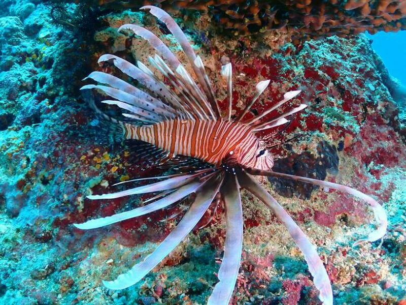 Discover Scuba Diving in Boracay - Why Choose Discover Scuba Diving in Boracay?