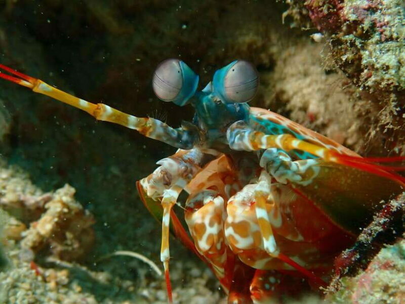 Discover Scuba Diving in Boracay - The Value of This Tour