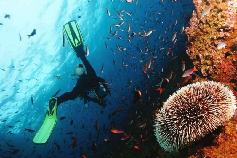 Discover Scuba Diving in Boracay - Who Should Consider This Tour?