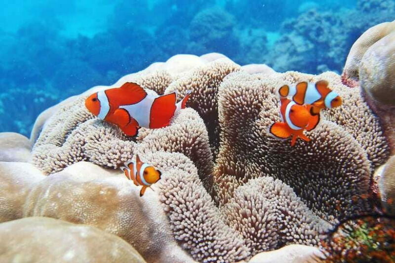 Discover Scuba Diving in Boracay - The Sum Up