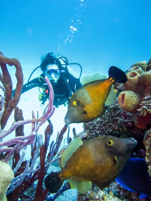 Discover Scuba Diving in Cozumel 2 Tanks - Safety Standards