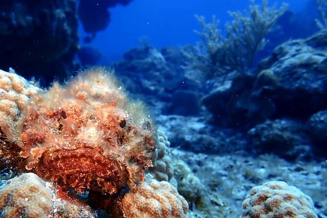Discover Scuba Diving in Cozumel - Customer Feedback