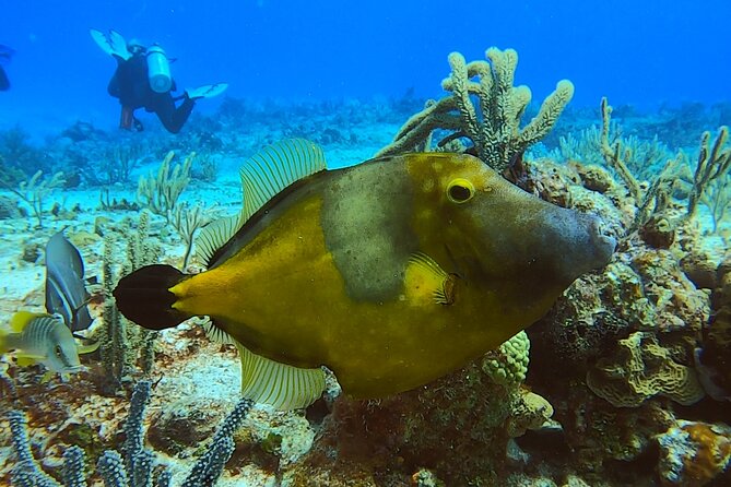 Discover Scuba Diving in Cozumel - Meeting Point and End Point
