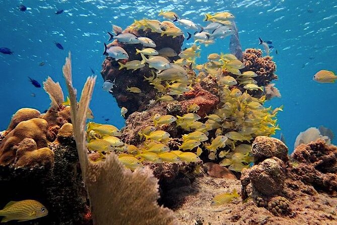 Discover Scuba Diving in Cozumel Paradise Reef - Included Scuba Equipment