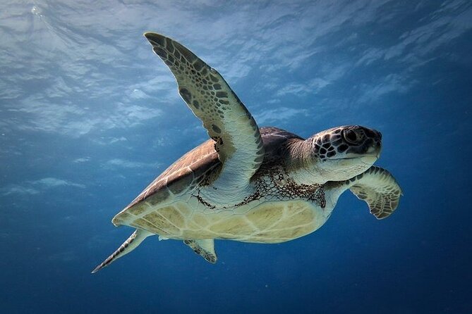 Discover Scuba Diving in Cozumel Paradise Reef - Maximum Group Size