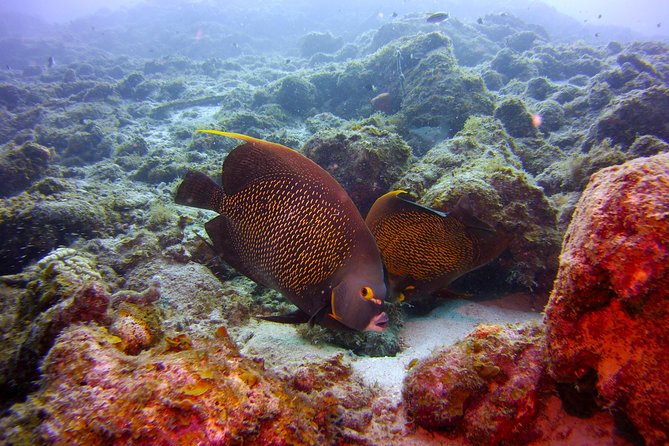 Discover Scuba Diving in Curacao - Next Steps After the Tour