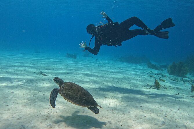 Discover Scuba Diving in Diver's Paradise! - What Past Participants Say