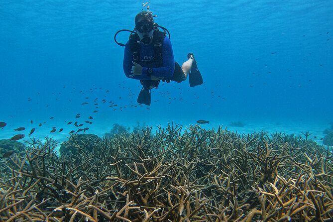 Discover Scuba Diving in Diver's Paradise! - The Sum Up