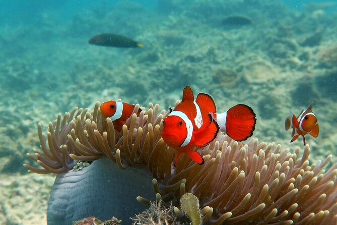 Discover Scuba Diving in El Nido - Pricing and Accessibility