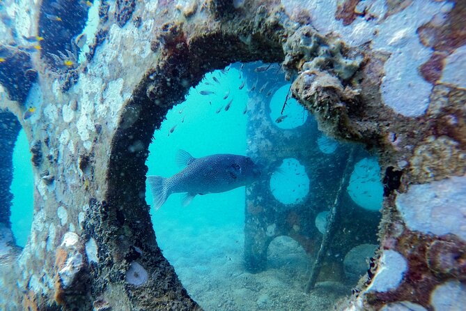 Discover Scuba Diving in Koh Rong - Operator Information