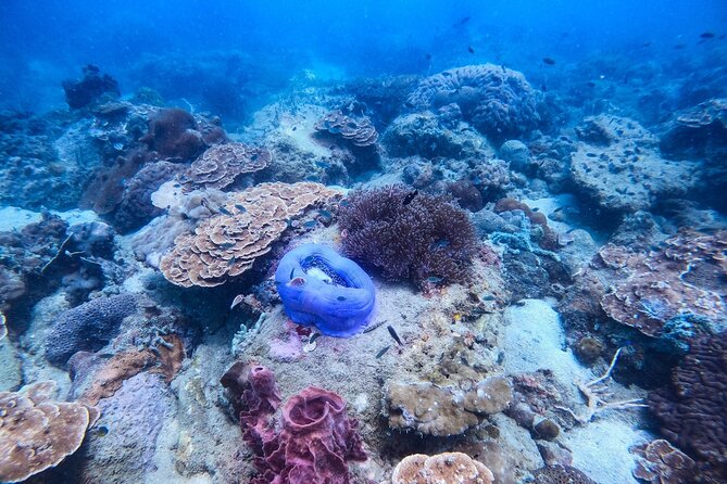 Discover Scuba Diving in Koh Rong - Sum Up
