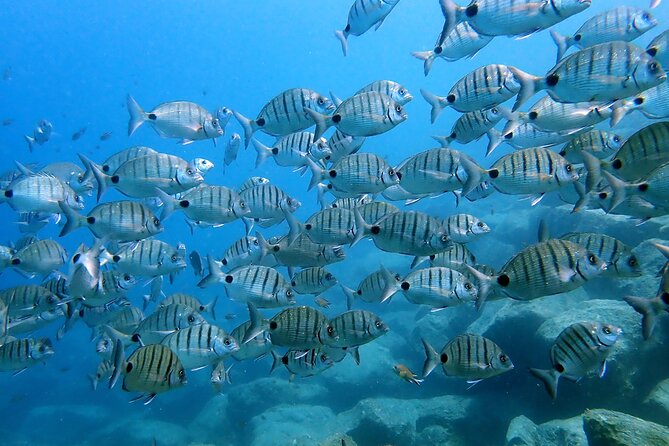 Discover Scuba Diving in Lanzarote (Costa Teguise) - Dive Inclusions and Specifications
