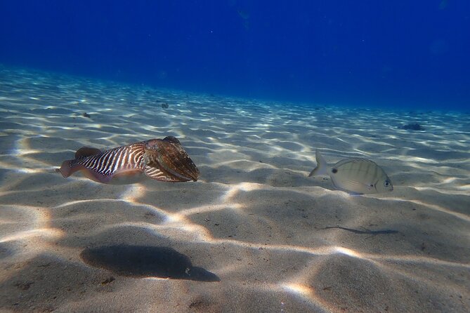 Discover Scuba Diving in Lanzarote (Costa Teguise) - Requirements and Medical Limitations