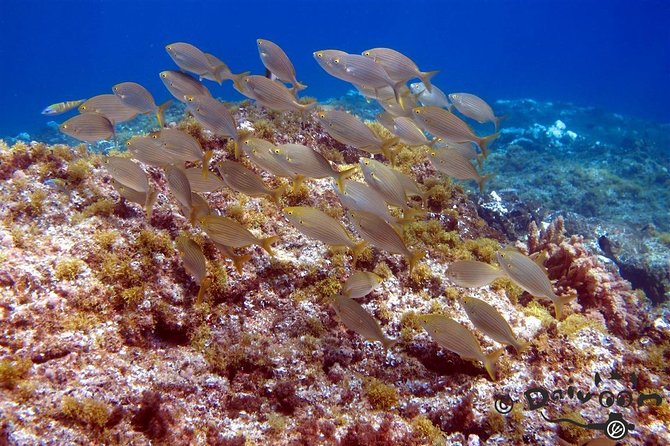 Discover Scuba Diving in Lanzarote (Costa Teguise) - Cancellation Policy and Refunds