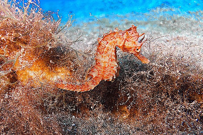 Discover Scuba Diving in Lanzarote (Costa Teguise) - Explore the Vibrant Underwater World