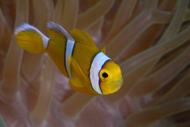 Discover Scuba Diving in Mauritius - Safety Considerations