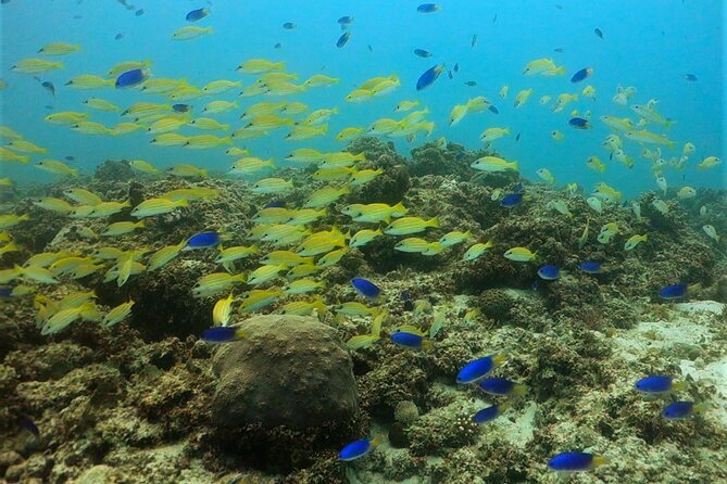 Discover Scuba Diving in Mauritius - Skill Level Requirements
