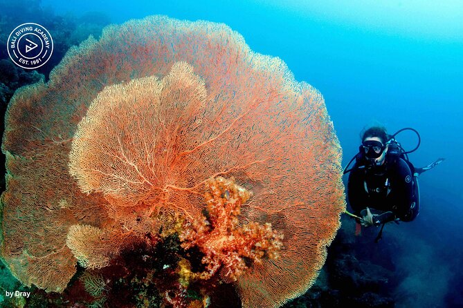 Discover Scuba Diving in Pemuteran at the Biorock Site,1 Shore Dive All Included - Meeting and Pickup Arrangements