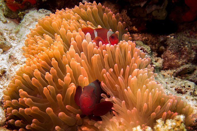 Discover Scuba Diving in Pemuteran - Diving Initiation in Bali (Menjangan Park) - Guidance and Instruction