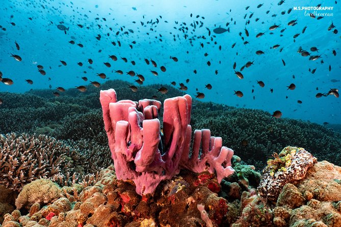 Discover Scuba Diving in Pemuteran - Diving Initiation in Bali (Menjangan Park) - Park Entrance Fees