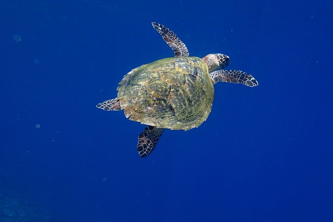 Discover Scuba Diving in Pemuteran - Diving Initiation in Bali (Menjangan Park) - Booking and Confirmation