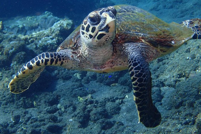 Discover Scuba Diving in Pemuteran - Diving Initiation in Bali (Menjangan Park) - Payment Options