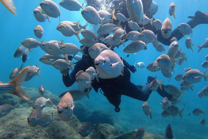 Discover Scuba Diving in Puerto De Mogan - Dive Among Gran Canarias Flora and Fauna