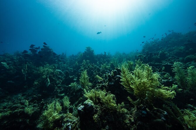Discover Scuba Diving in Roatan at Upachaya With Private Transfer - Meeting and Pickup Arrangements
