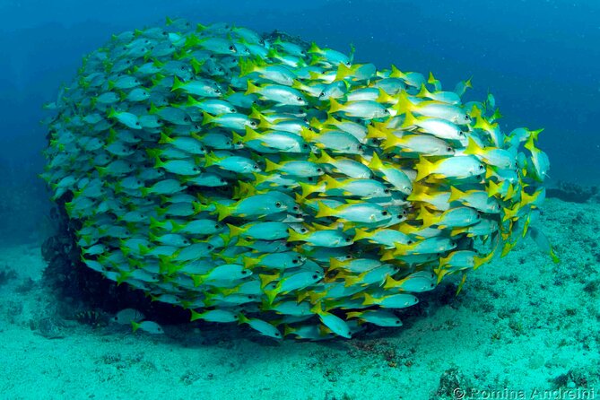 Discover Scuba Diving in Sal - Pickup and Meeting Details
