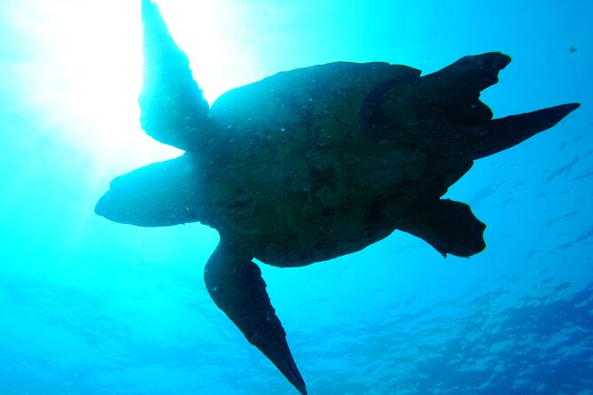 Discover Scuba Diving in Sal - Additional Inclusions and Logistics