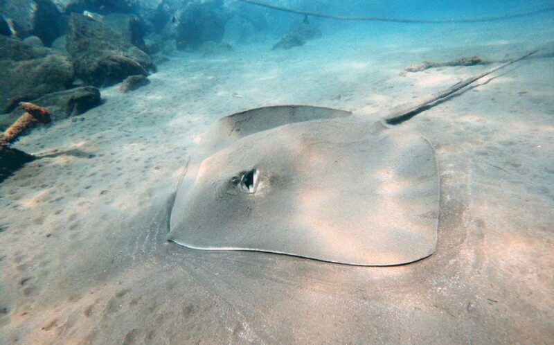 Discover Scuba Diving in the Ocean With Pictures and Snacks - Diving Duration and Group Size