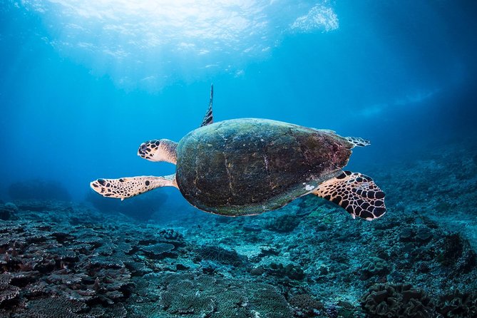 Discover Scuba Diving in Tulamben - Diving Initiation in Bali Best Diving Sites - Memorable Digital Souvenirs