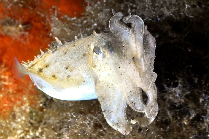 Discover Scuba Diving in Villasimius - Booking and Pricing