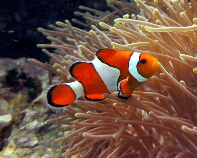 Discover Scuba Diving & Learn to Dive - Additional Details