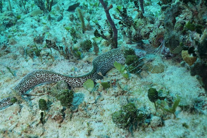 Discover Scuba Diving PADI in Playa Del Carmen Including Underwater Video - Customer Reviews