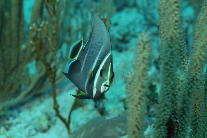 Discover Scuba Diving PADI in Playa Del Carmen Including Underwater Video - Meeting Details