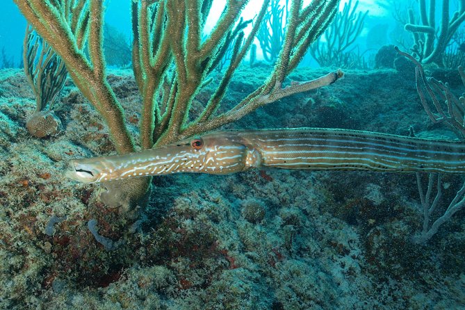 Discover Scuba Diving PADI in Playa Del Carmen Including Underwater Video - Health and Safety