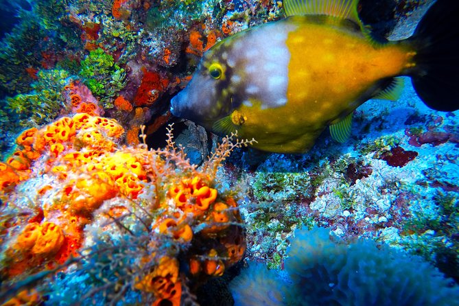 Discover Scuba Diving PADI in Playa Del Carmen Including Underwater Video - Pricing Information