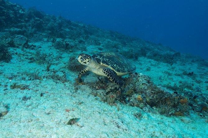 Discover Scuba Diving PADI in Playa Del Carmen Including Underwater Video - Booking Process