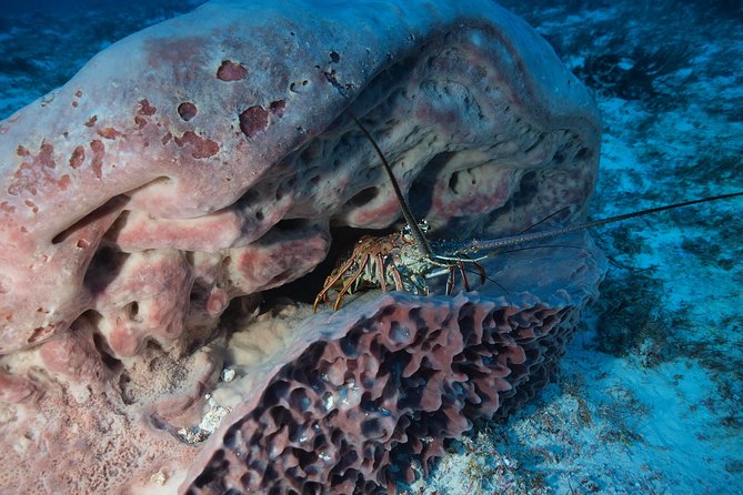 Discover Scuba Diving PADI in Playa Del Carmen Including Underwater Video - Frequently Asked Questions