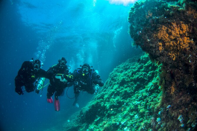 Discover Scuba Diving PADI - Trial Dive in Sorrento - Discovering the Wonders of Sorrento
