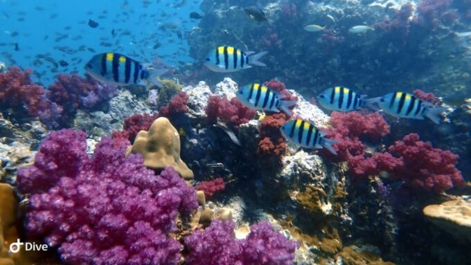 Discover Scuba Diving Racha Yai From Phuket - Customer Feedback