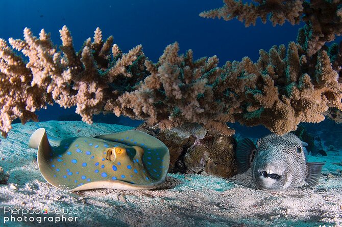 Discover Scuba Diving Sharm El Sheikh - Guided Pool and Open-Water Dives