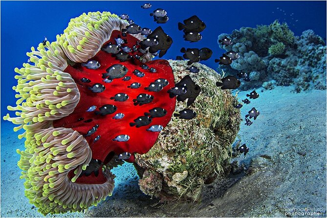 Discover Scuba Diving Sharm El Sheikh - Positive Customer Feedback and Ratings