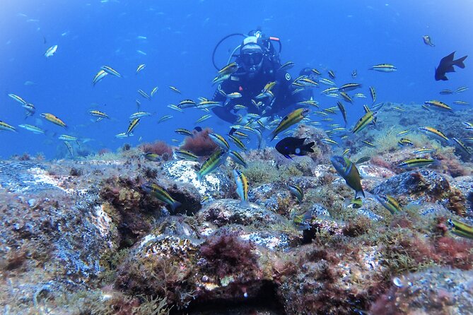 Discover Scuba Diving, Tenerife. Photos and Videos Included - Meeting Point and Return