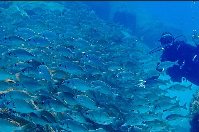 Discover Scuba Diving, Tenerife. Photos and Videos Included - Ratings and Reviews