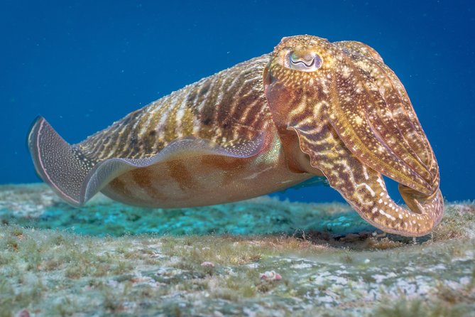 Discover Scuba Diving: Training Plus Boat Dive! - Meeting and Pickup